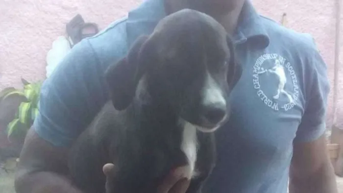 Cachorro ra a SRD idade 2 a 6 meses nome Preto - Urgente