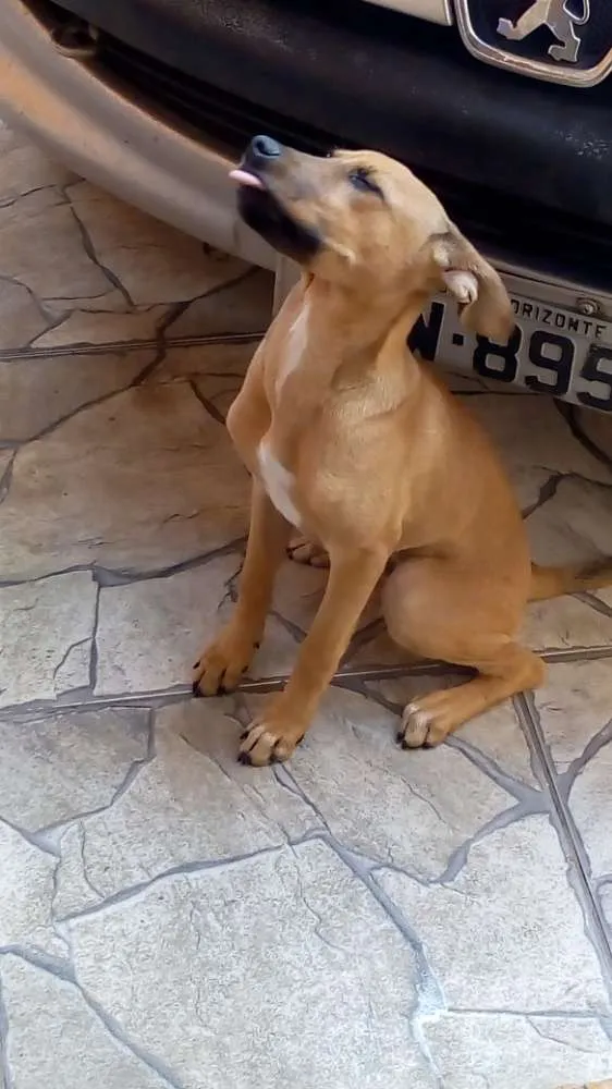 Cachorro ra a Sem raça definida idade 2 a 6 meses nome Lulu