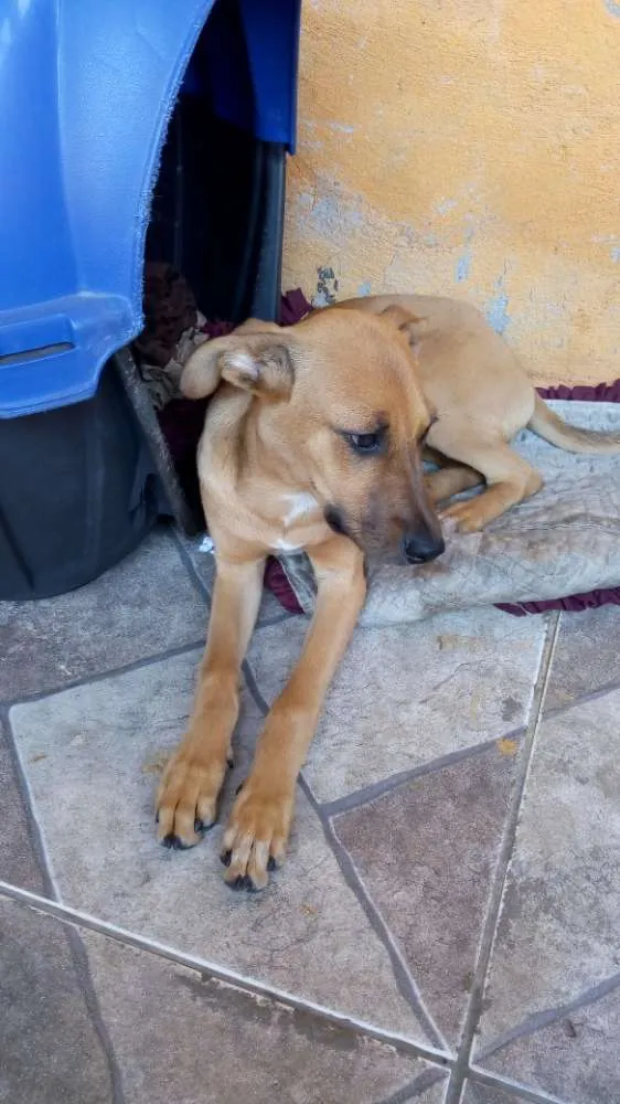 Cachorro ra a Sem raça definida idade 2 a 6 meses nome Lulu