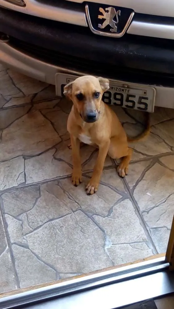 Cachorro ra a Sem raça definida idade 2 a 6 meses nome Lulu