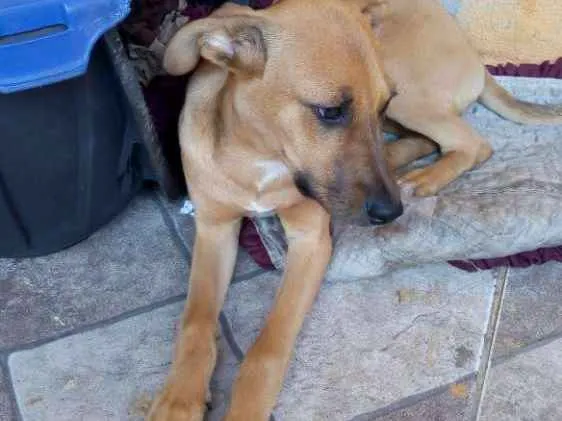 Cachorro ra a Sem raça definida idade 2 a 6 meses nome Lulu