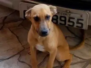 Cachorro raça Sem raça definida idade 2 a 6 meses nome Lulu