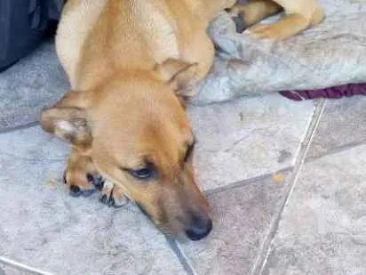 Cachorro ra a Sem raça definida idade 2 a 6 meses nome Lulu