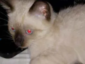 Gato raça Siamês idade 2 a 6 meses nome Tauh