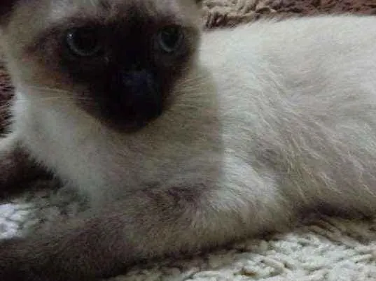 Gato raça Siamês idade 2 a 6 meses nome Tauh