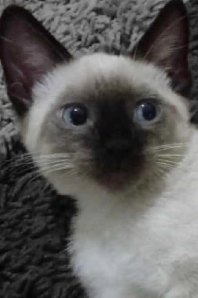 Gato raça Siamês idade 2 a 6 meses nome Tauh