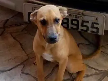 Cachorro ra a Sem raça definida idade 2 a 6 meses nome Lulu