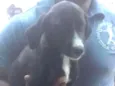 Preto - Urgente