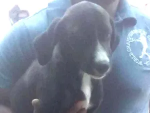 Cachorro raça SRD idade 2 a 6 meses nome Preto - Urgente
