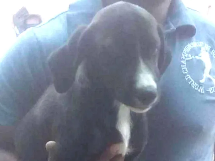 Cachorro ra a SRD idade 2 a 6 meses nome Preto - Urgente