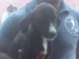 Preto - Urgente