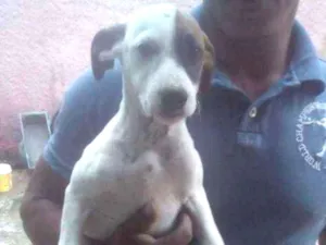 Cachorro raça SRD idade 2 a 6 meses nome Branco - Urgente