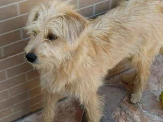 Cachorro ra a Srd  idade 7 a 11 meses nome Mel