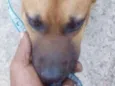 Bege - Urgente