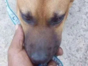 Cachorro raça SRD idade 2 a 6 meses nome Bege - Urgente
