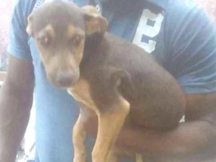 Cachorro ra a SRD idade 2 a 6 meses nome Marrom - Urgente