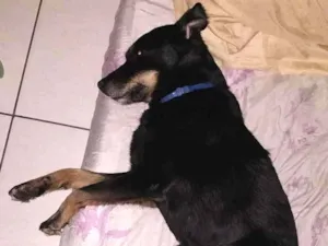 Cachorro raça SRD idade 6 ou mais anos nome Estrela