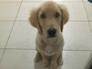 Cachorro raça Golden idade 2 a 6 meses nome Dom