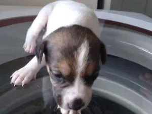 Cachorro raça SRD idade Abaixo de 2 meses nome Bebezinhos