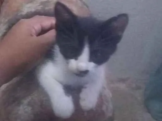 Gato ra a nao sei idade 2 a 6 meses nome  ton e zorro