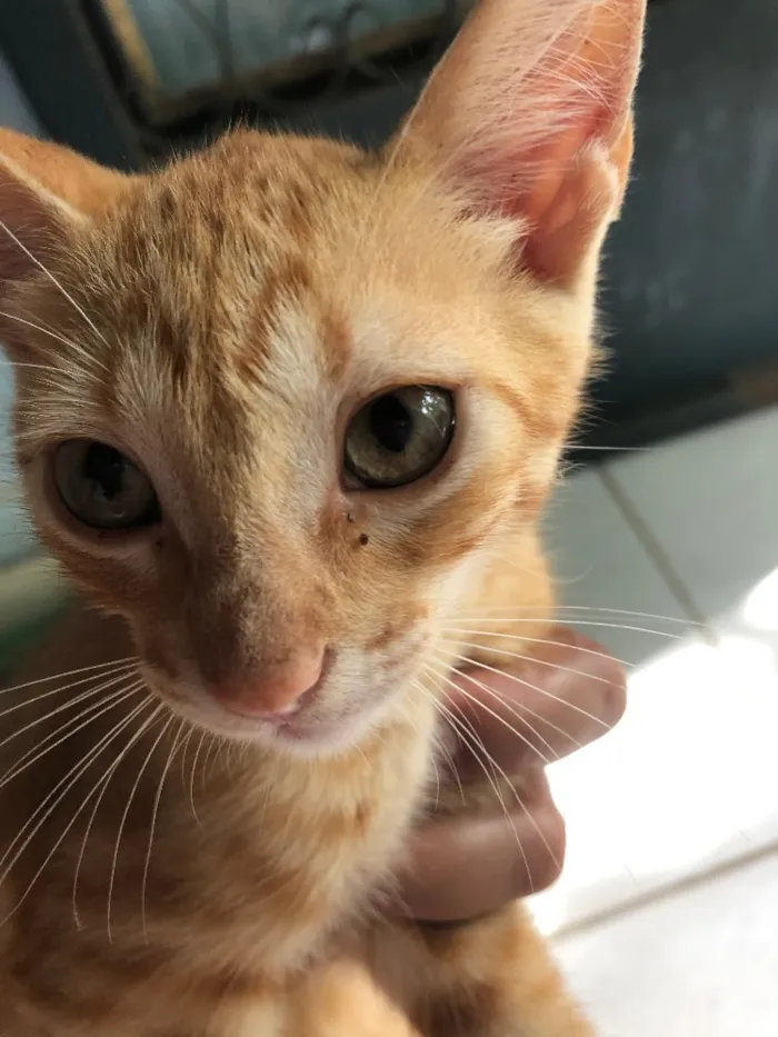 Gato ra a Vira lata idade 2 a 6 meses nome Mel/Shiva