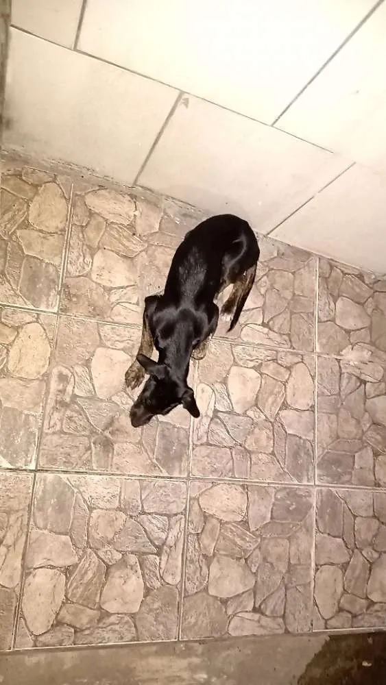 Cachorro ra a Não sei idade 2 a 6 meses nome Pretinha