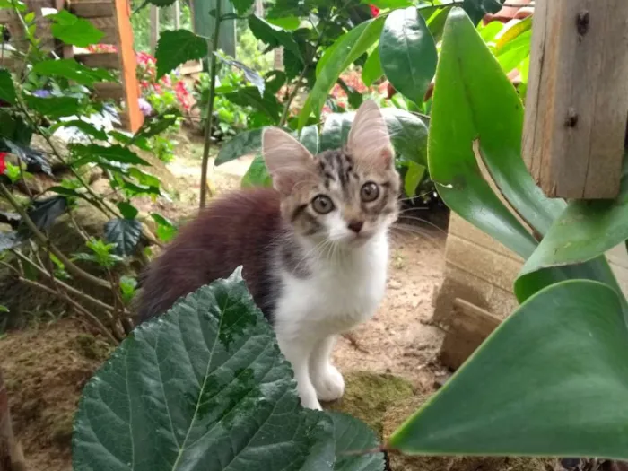 Gato raça Indefinido idade 2 a 6 meses nome S/ nome