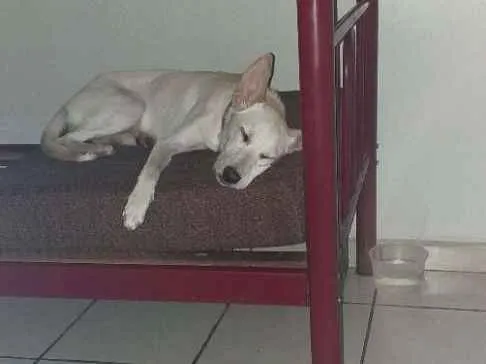 Cachorro ra a Vira lata idade 7 a 11 meses nome Branca