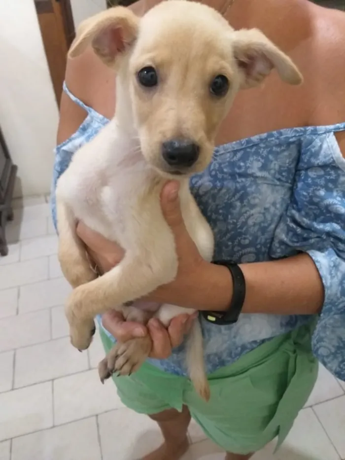 Cachorro raça Vira-lata misturado com outro idade 2 a 6 meses nome Peteleco