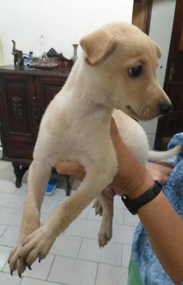 Cachorro raça Vira-lata misturado com outro idade 2 a 6 meses nome Peteleco