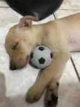 Peteleco