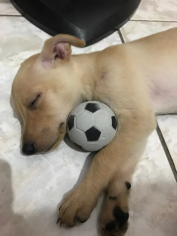 Cachorro raça Vira-lata misturado com outro idade 2 a 6 meses nome Peteleco