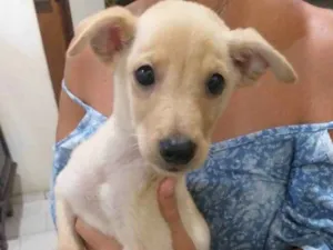 Cachorro raça Vira-lata misturado com outro idade 2 a 6 meses nome Peteleco