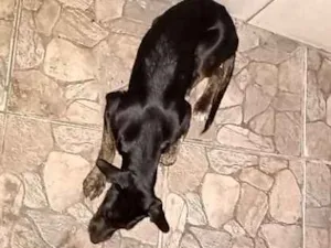 Cachorro raça Não sei idade 2 a 6 meses nome Pretinha