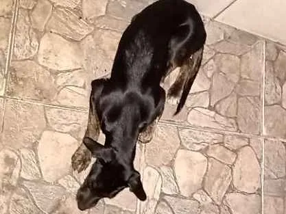 Cachorro ra a Não sei idade 2 a 6 meses nome Pretinha