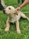 Manezinho