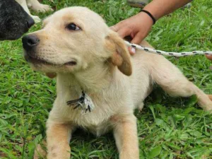 Cachorro raça srd idade 2 a 6 meses nome Manezinho