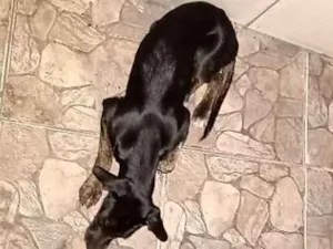 Cachorro raça Não sei idade 2 a 6 meses nome Pretinha