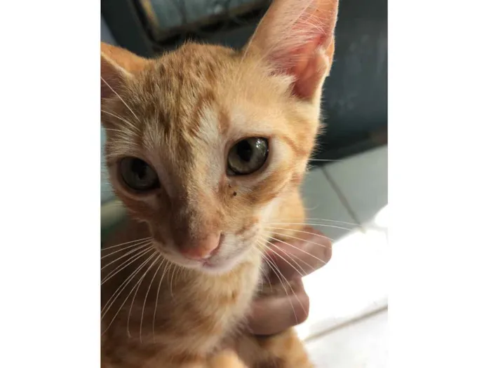 Gato ra a Vira lata idade 2 a 6 meses nome Mel/Shiva