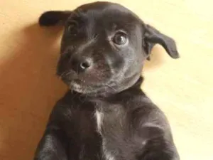Cachorro raça Mistura poodle com vira-lata idade Abaixo de 2 meses nome Sem nome