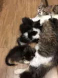Gatos
