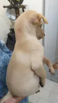 Peteleco 