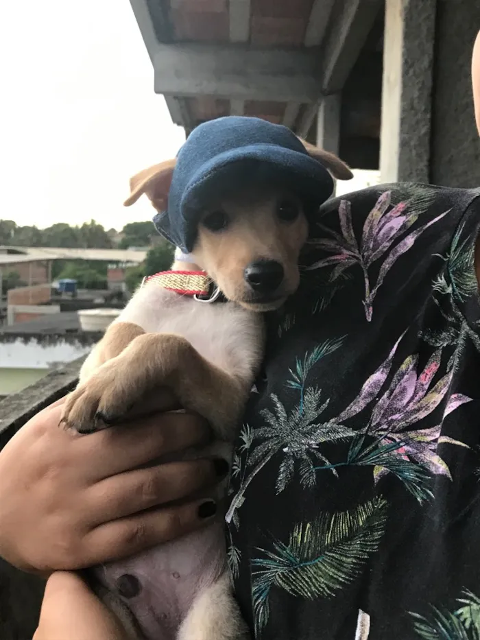 Cachorro raça Vira-lata misturado com outro idade 2 a 6 meses nome Peteleco 