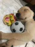 Peteleco 