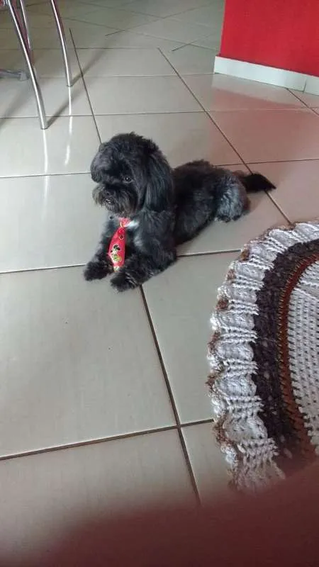 Cachorro ra a Liasa idade 6 ou mais anos nome Lucky