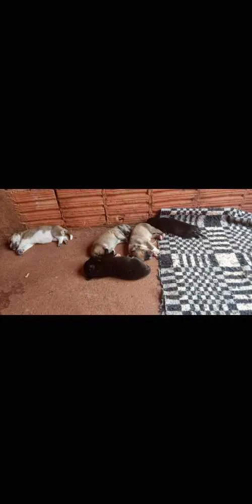 Cachorro ra a Sharpei(mãe) idade 1 ano nome Filhotes
