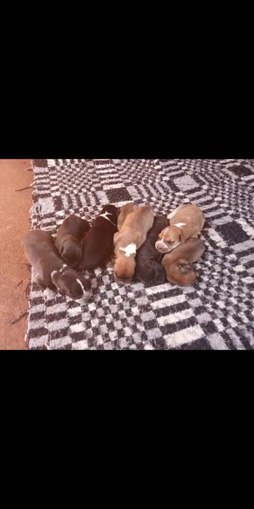 Cachorro ra a Sharpei(mãe) idade 1 ano nome Filhotes