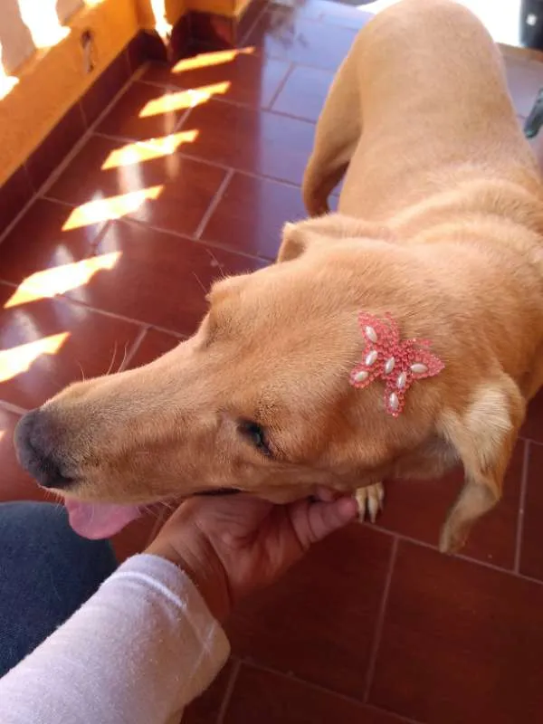 Cachorro ra a labrador idade 6 ou mais anos nome Lessie