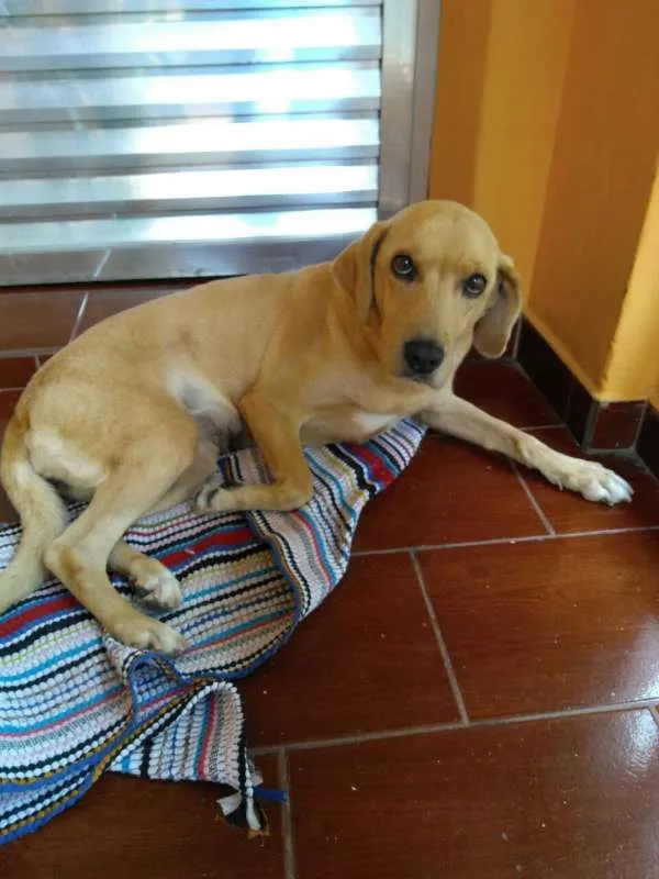 Cachorro ra a labrador idade 6 ou mais anos nome Lessie