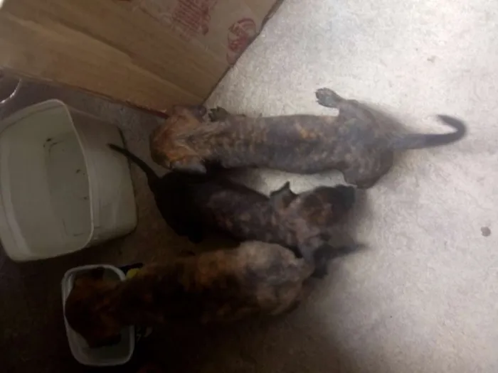 Cachorro raça Pinxe idade Abaixo de 2 meses nome Sem nome